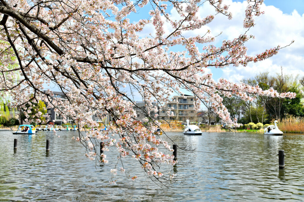 石神井公園